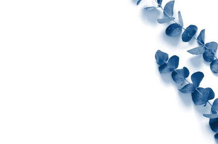 Eucalyptus leaves on white background. Flat lay, top view, copy space. Color of the year 2020 Classic Blue. - Imageの写真素材