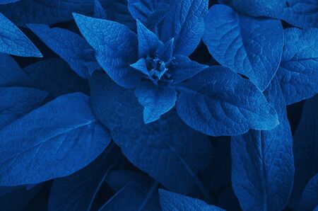 Leafs background. Color of the year 2020 Classic Blue. - Image