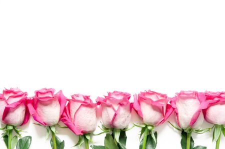Beautiful pink roses isolated on white background. - Imageの写真素材