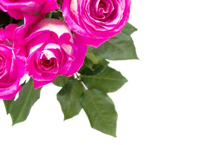 Beautiful pink roses isolated on white background. Copy space.の写真素材