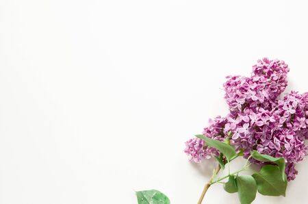 Lilac flowers on white background. Spring flowers. Top view, flat lay, copy space. - Imageの写真素材