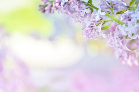 Purple lilac flowers spring blossom background. - Imageの写真素材