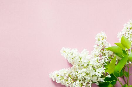 Lilac flowers on pink background. Spring flowers. Top view, flat lay, copy space. - Image