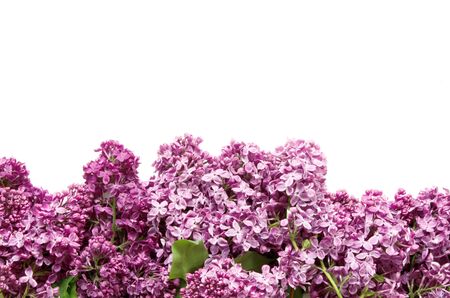 Lilac flowers on white background. Spring flowers. Top view, flat lay, copy space. - Imageの写真素材