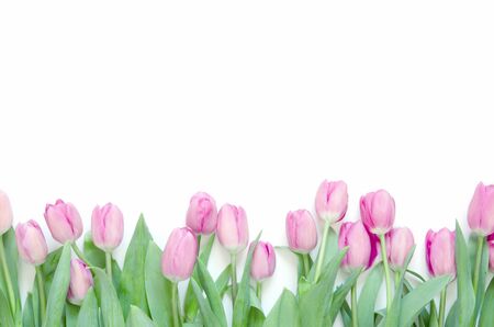Tulips flowers on white background. Flat lay, top view. Lovely greeting card with tulips for Mother's day, wedding or happy event - Image.の写真素材