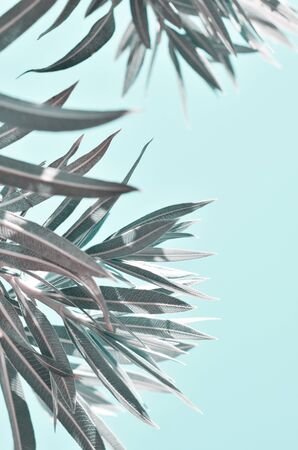 Beautiful of palm tropical leaves. - Imageの写真素材