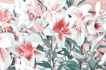 Beautiful Lily flower. Lilium longiflorum flowers in the garden. - Imageの写真素材