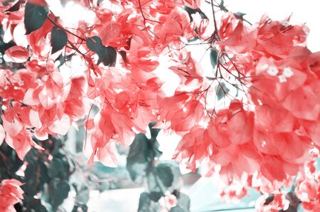 Bougainvillea flowers close up. Floral background. - Imageの写真素材