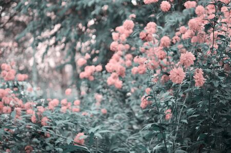 Beautiful flowers made with color filters. Flower garden. - Imageの写真素材