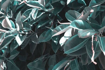  Large leaves of ficus. Background of leaves of ficus. - Imageの写真素材