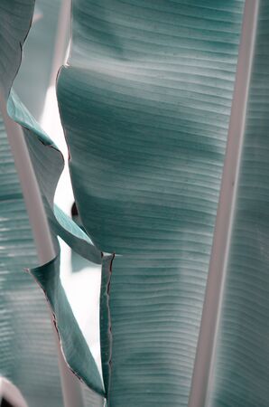 Abstract green leaf texture, nature background, tropical leaf. - Imageの写真素材