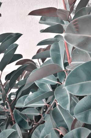  Large leaves of ficus. Background of leaves of ficus. - Imageの写真素材