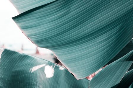 Abstract green leaf texture, nature background, tropical leaf. - Imageの写真素材