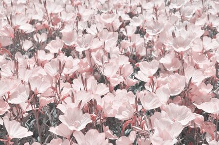 Beautiful flowers made with filters. Flower garden. - Imageの写真素材