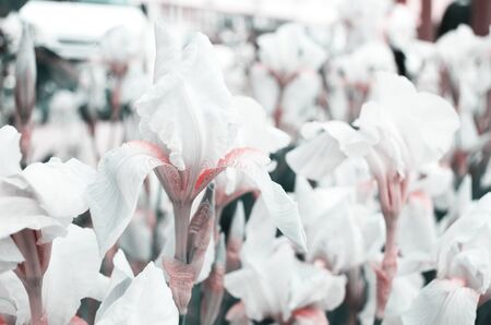 Beautiful flowers made with color filters. Flower garden. - Imageの写真素材