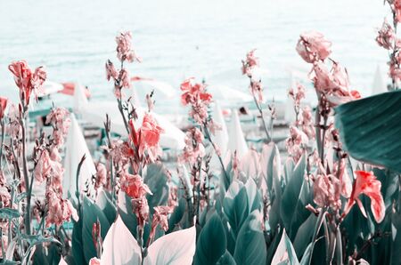 Beautiful flowers made with color filters. Beach and sea. - Imageの写真素材