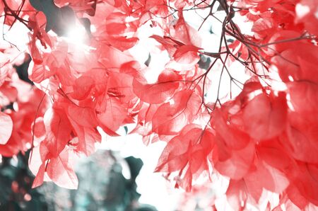 Bougainvillea flowers close up. Floral background. - Imageの写真素材