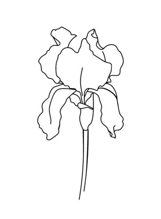 Drawn outline iris flower isolated on a white background. Abstract minimal plants. - vector illustration.のイラスト素材