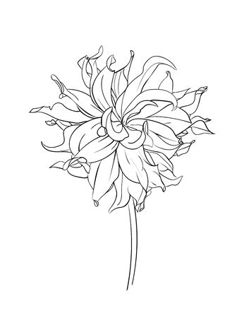 Drawn outline dahlia flower isolated on a white background. Abstract minimal plants. - vector illustration.のイラスト素材