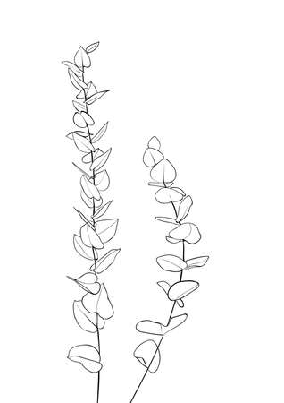 Eucalyptus leaves. One line drawing art. - Vector illustrationのイラスト素材