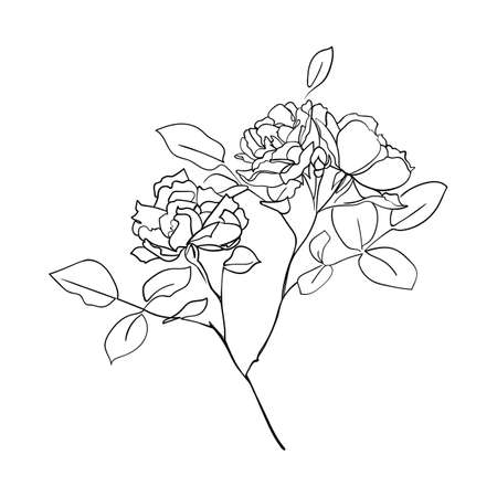 Roses bush. One line drawing art. - Vector illustrationのイラスト素材