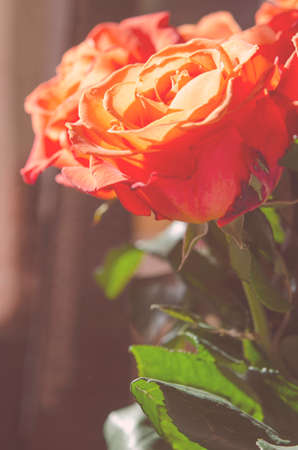 Beautiful background with flowers roses. - Imageの写真素材