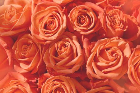 Background of orange and peach roses. - Imageの写真素材