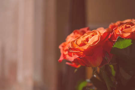Beautiful background with flowers roses. - Imageの写真素材
