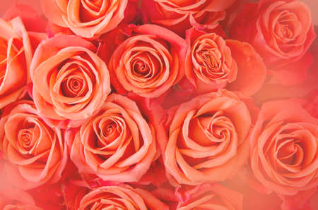 Background of orange and peach roses. - Imageの写真素材