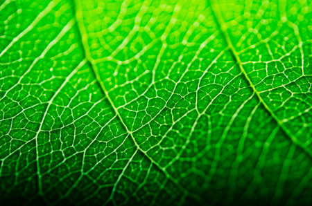 Close up of the veins on a leafの写真素材