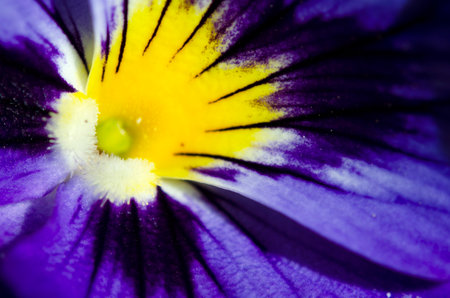 Multi-colored flowers, violet tricolor or Pansies, macro photo.の写真素材