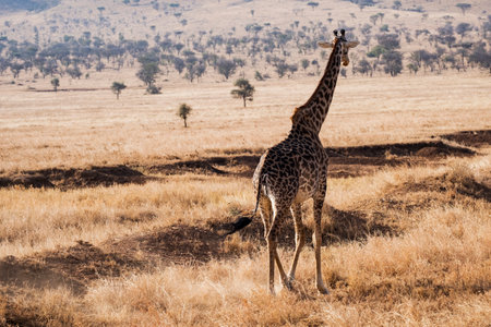 Giraffe in Serengeti National Park, Africaの写真素材