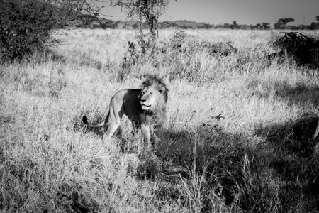Lion in Maasai Mara National Park in Kenya, Africa