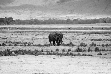 Elephants in the Amboseli National Park in Kenya, Africaの写真素材