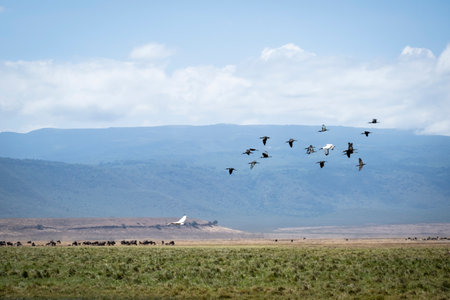Wild birds in the savannahの写真素材