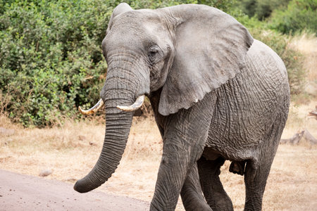 African elephant in Kruger National Park, South Africa; Specie Loxodonta africana family of Elephantidaeの写真素材