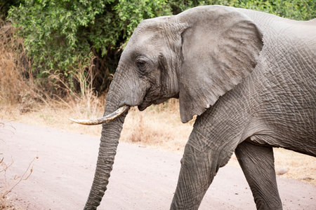 Elephant in the Chobe National Park, Botswana, Africaの写真素材