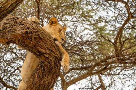 Lioness lying on a treeの写真素材