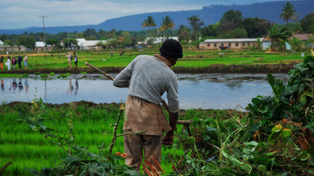 Farmer working in the rice field in Bali, Indonesia.の写真素材