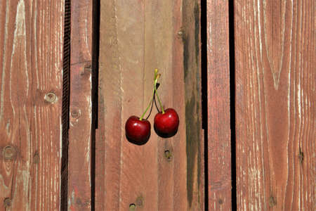 Typical summer red cherriesの写真素材