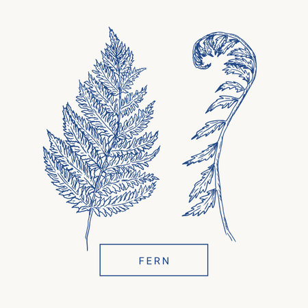 Fern leaves hand draw vintage engraving clip art isolated on white background.のイラスト素材