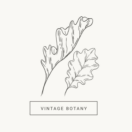 Oak leaves hand draw vintage engraving clip art isolated on white background.のイラスト素材