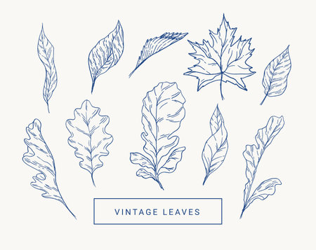 Set with autumn leaves. Botanical illustration. Maple, oak, aspen. Blue and white.のイラスト素材