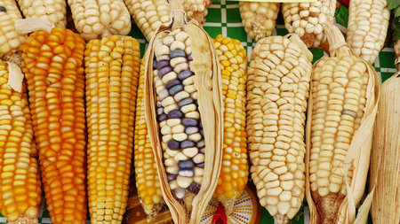 Top view in row of cubs of Indian, yellow and sweet corns at the desk on display at indigenous seed...