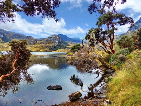 Toreadora lake and Paper trees or Polylepis trees at National Park El Cajas, Andean Highlands, Azuay province, Ecuadorの写真素材