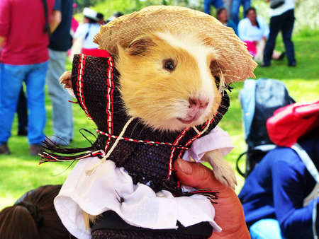 Guinea pig or cuy dressed in traditional men's dress for Cuenca region (cuencano) at food festival in Cuenca, Azuay province, South Americaの写真素材