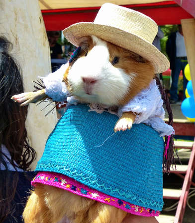 Guinea pig or cuy dressed in traditional woman's dress for Cuenca region (cuencano) at food festival in Cuenca, Azuay province, South Americaの写真素材