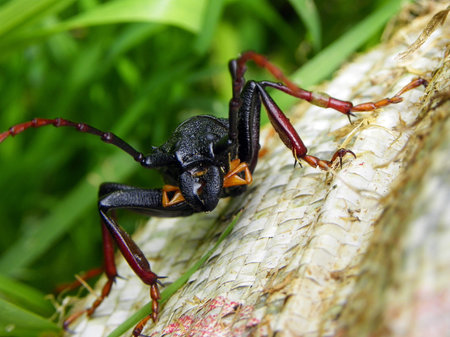 Longhorn beetle on straw rag. Found in Ecuador