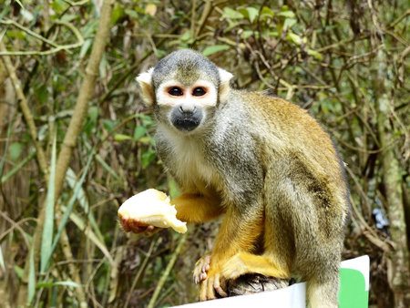 Squirrel Monkey against the forest background enjoying a piece of fresh banana. Close up. Ecuador
