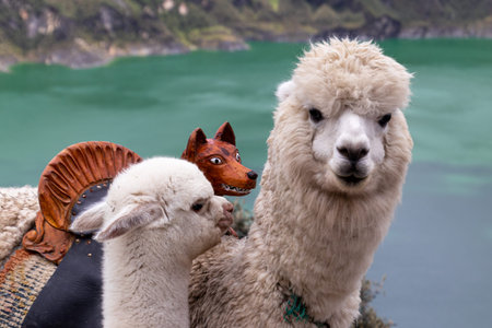 Portrait of a fluffy white alpaca looking at camera and its baby alpaca on the viewpoint of Quilotoa lake and volcano crater. Ecuador, South Americaの写真素材